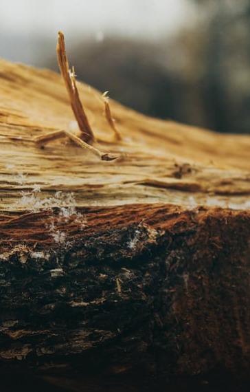 Сортировка сырья